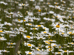 Valašský Hrb 2018. Autor: Daniel Nováček (https://eu.zonerama.com/DNdanfoto)