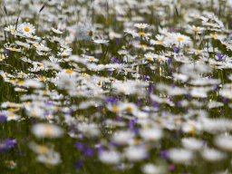 Valašský Hrb 2018. Autor: Daniel Nováček (https://eu.zonerama.com/DNdanfoto)